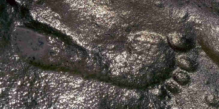 290-million-year-old-footprint.jpg