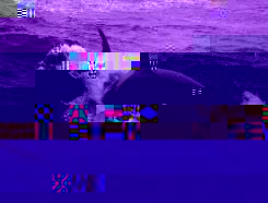 orque.jpg