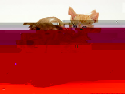 wagvhthv.jpg