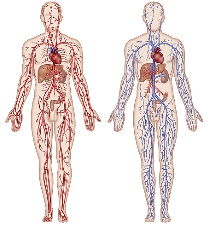 reseau-arteriel-et-veineux.jpeg