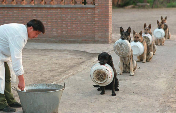 police-dogs-waiting-food-china-1.jpg